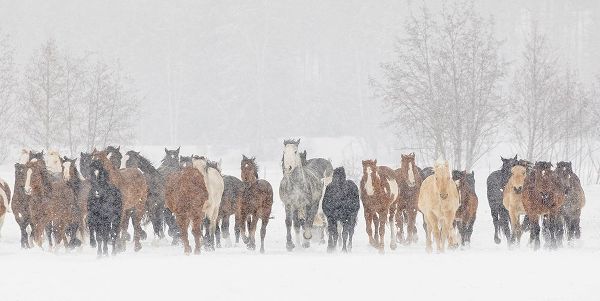 Large herd of horses during a horse roundup in winter-Kalispell-Montana